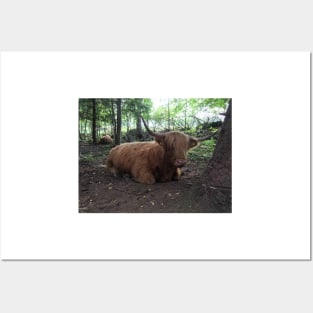 Scottish Highland Cattle Cow 1500 Posters and Art